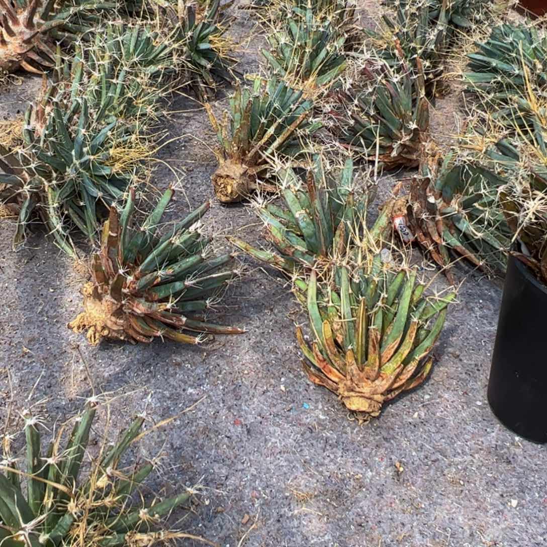 m老光山一物一拍挑选mmm