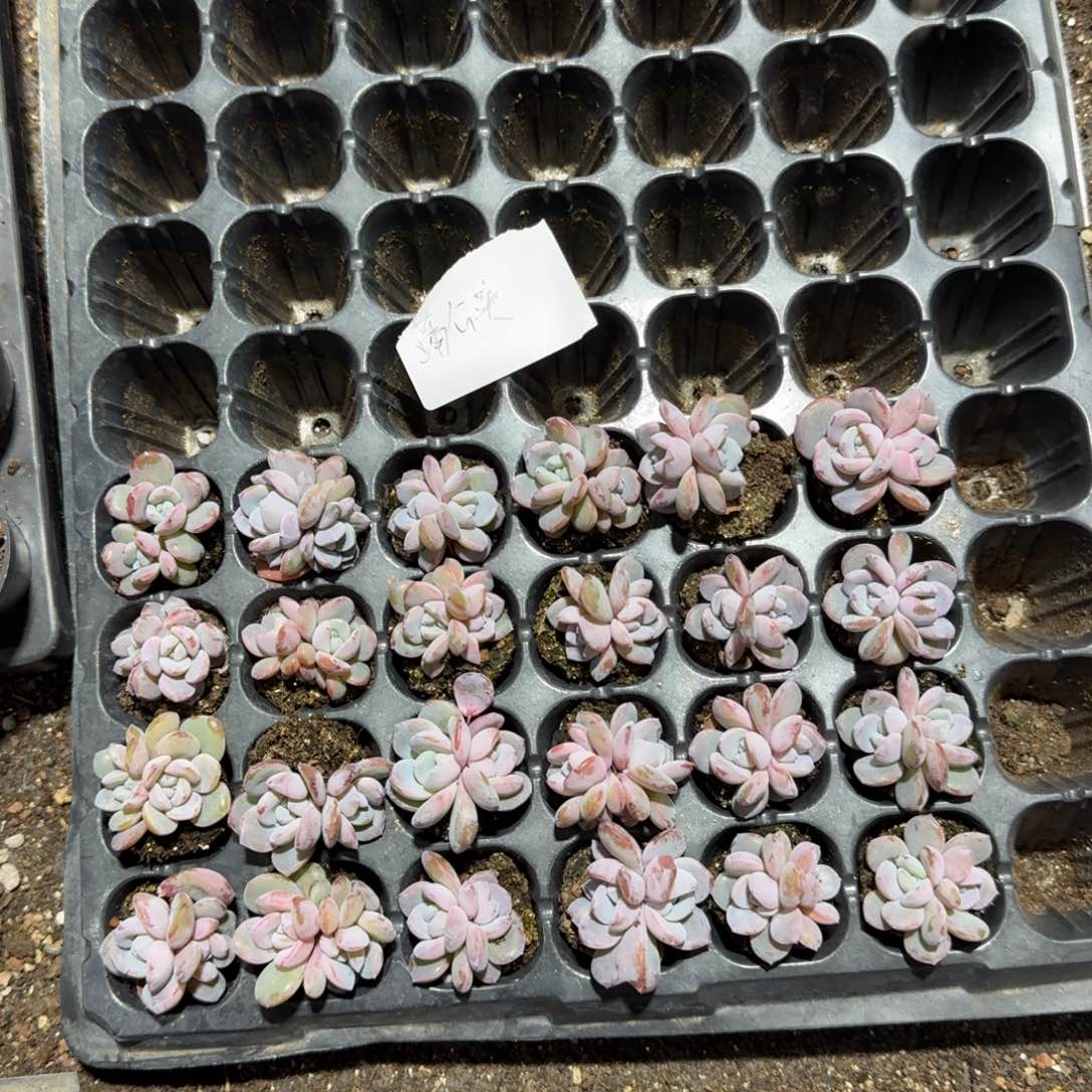 蒲公英一物一拍专拍