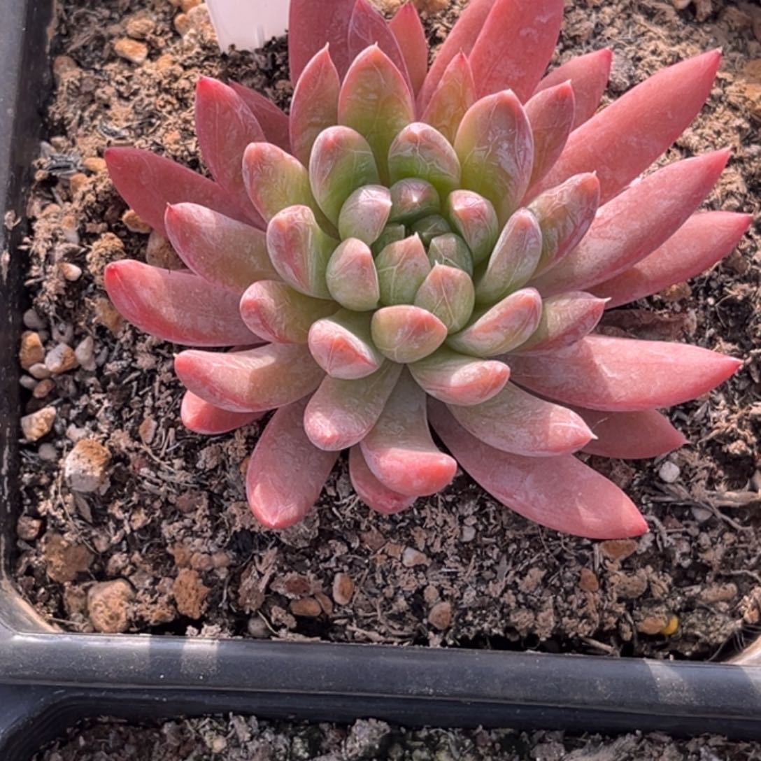 左***死细叶美人多肉植物3