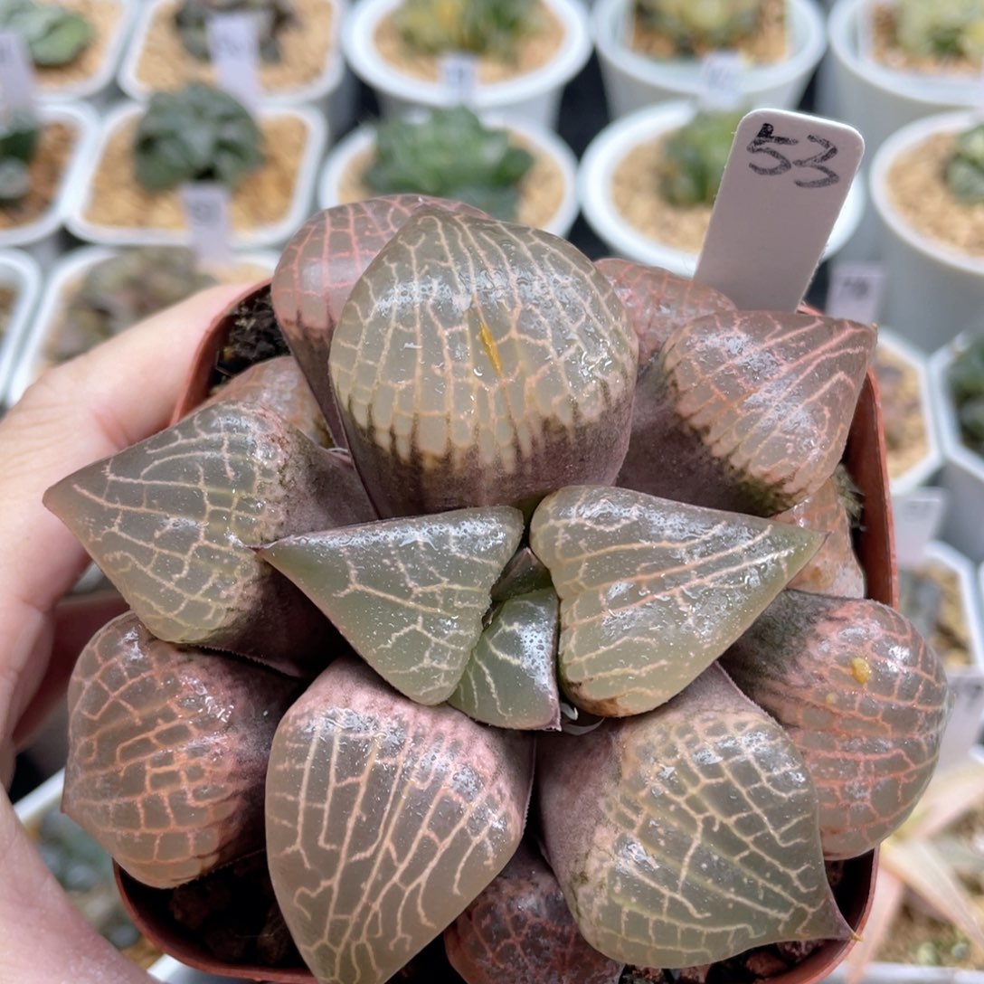 53粉玻璃康平。         