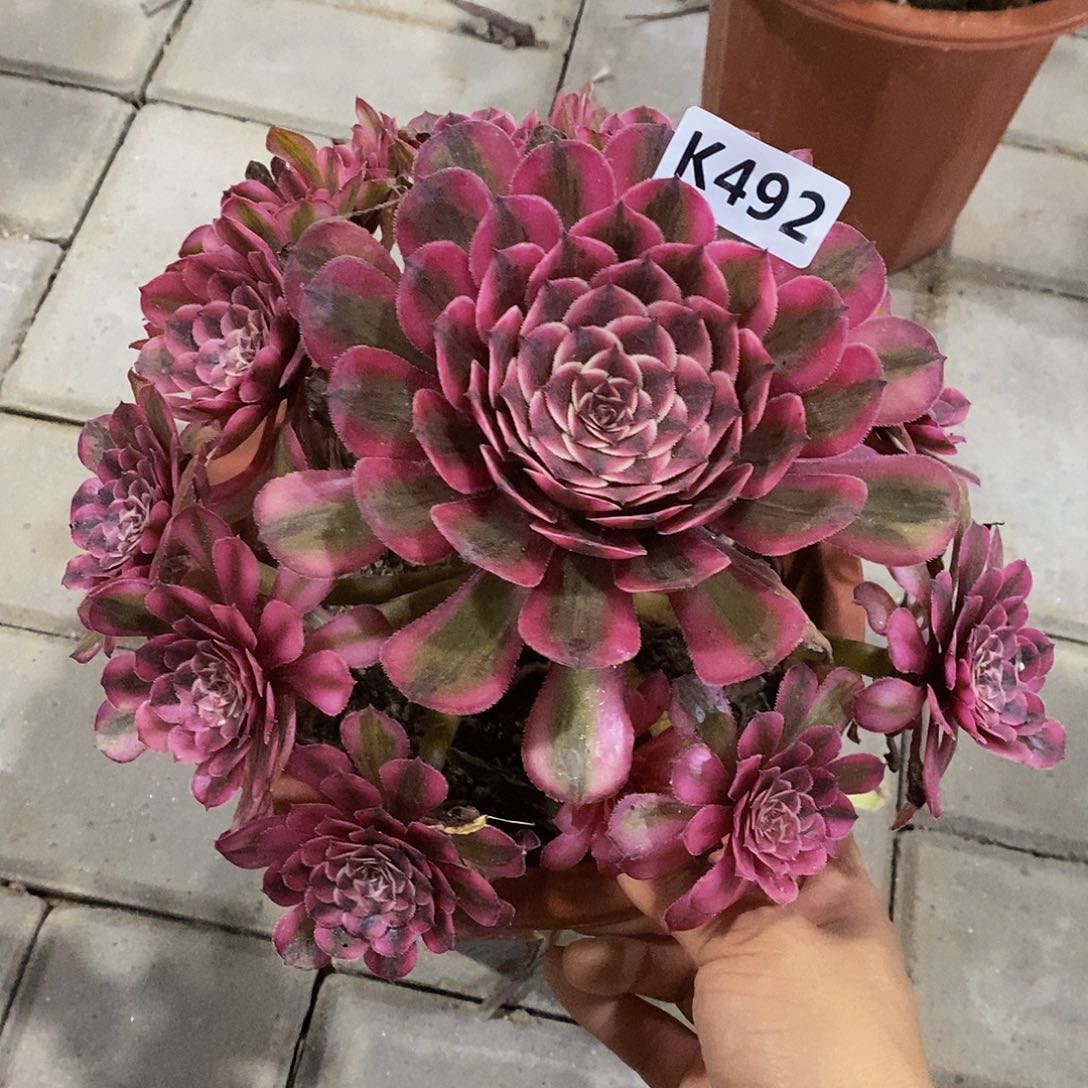 492白月光矮桩不大颗5555555