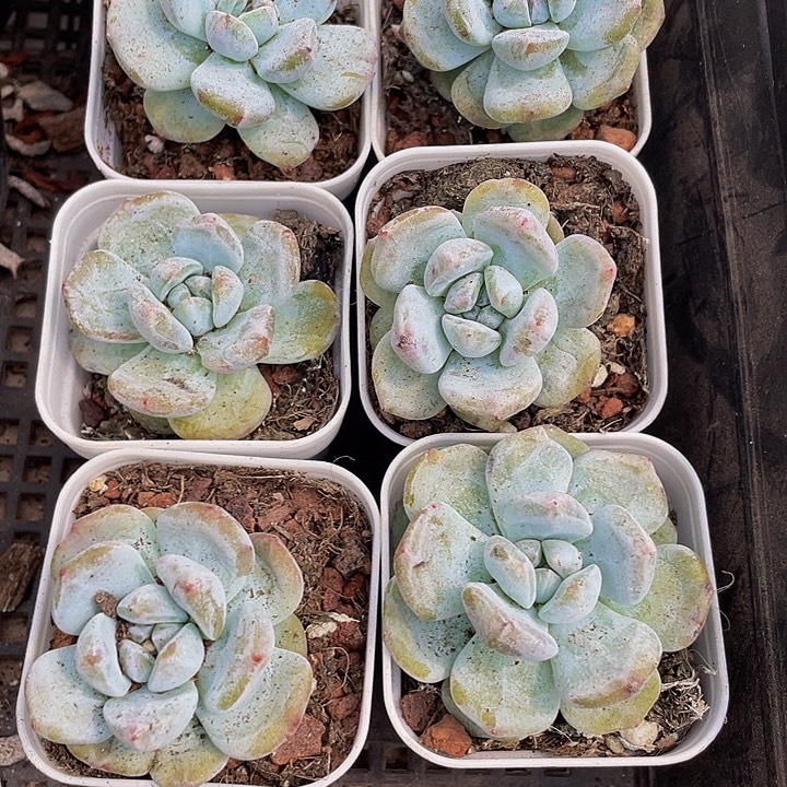 石化星影带盆土发货