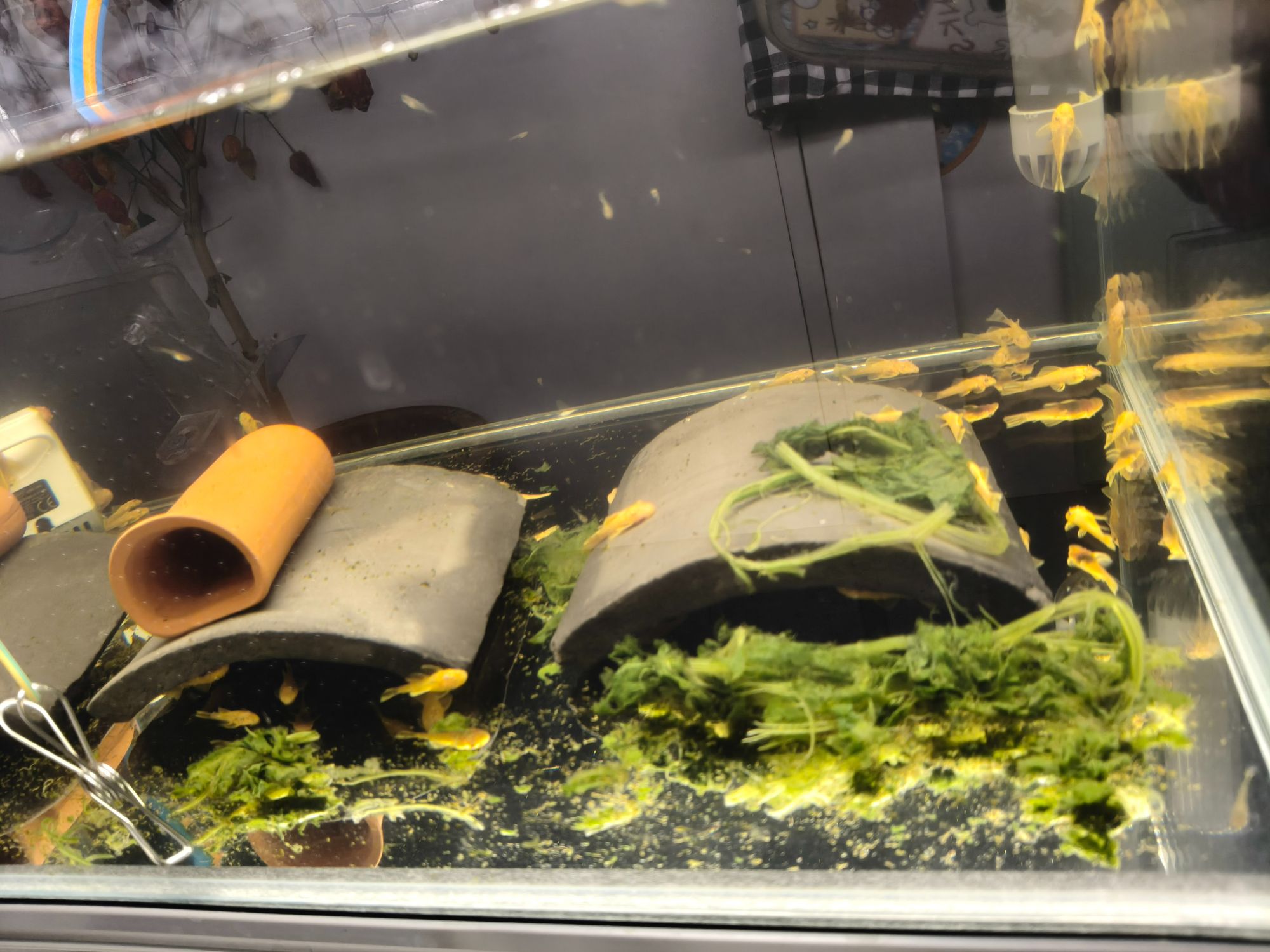 黄金大胡子，鱼缸清理小帮手