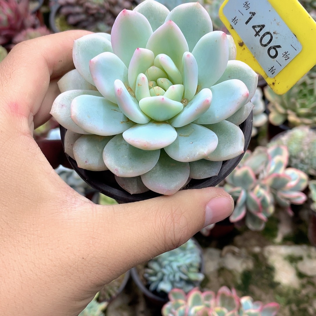 云***朵1406号诺肉的季节