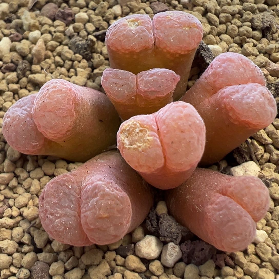 美风铃 肉锥植物