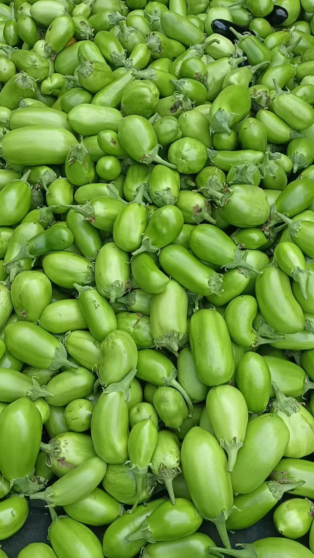 东北农家自种绿茄子青茄子新鲜现摘肉厚饱满汁水足口感清脆旱黄瓜