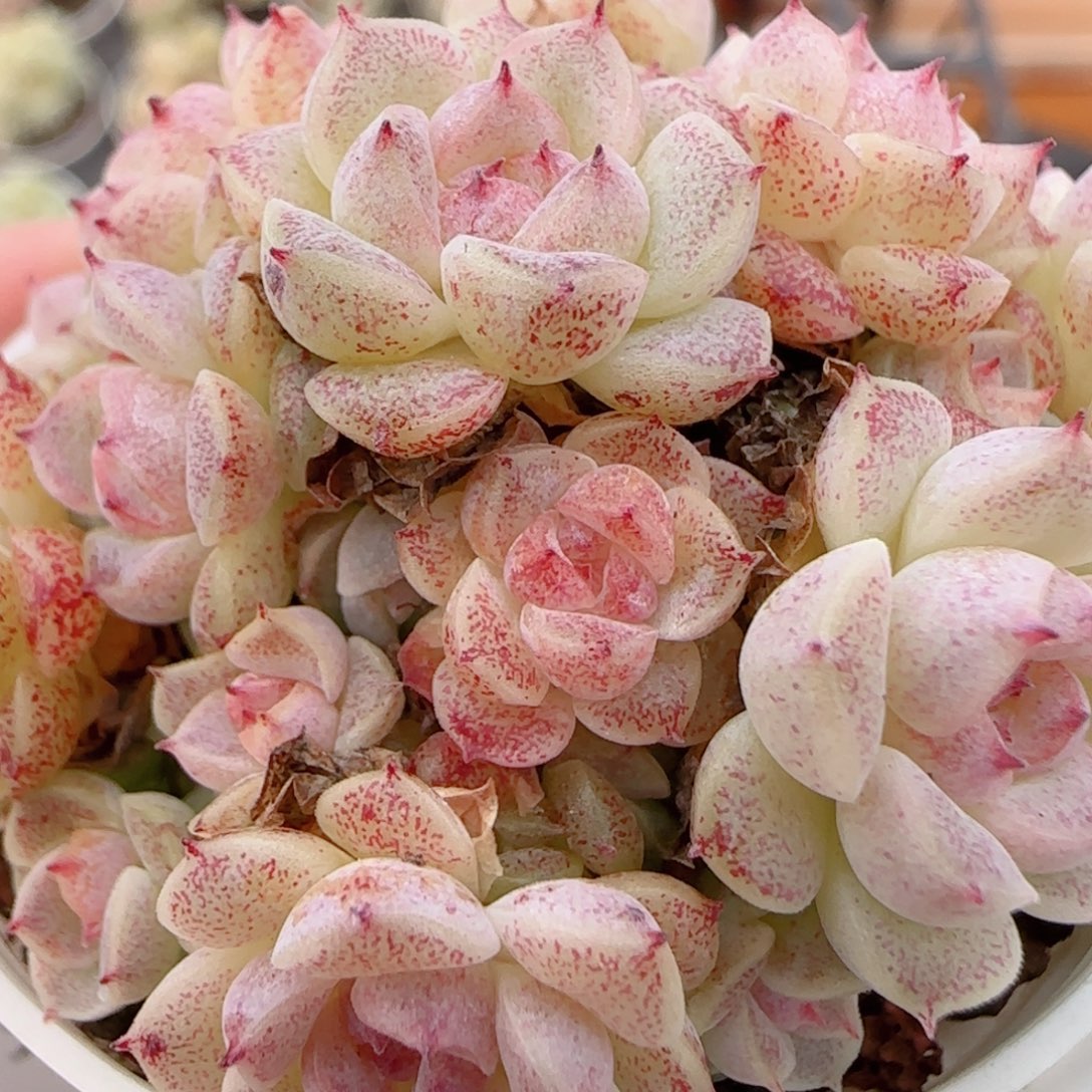 a***a花语多肉1213-298散