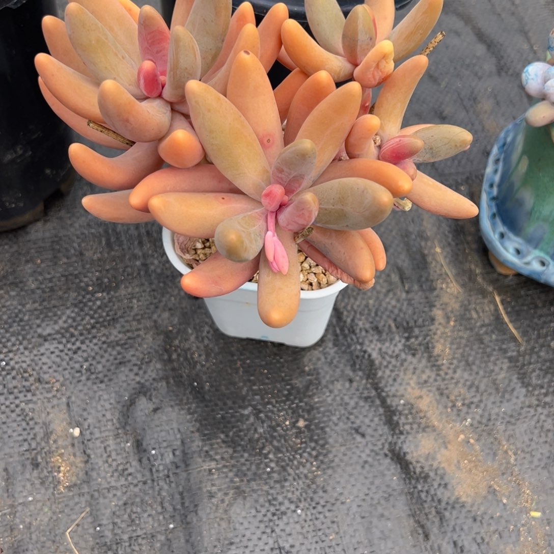 ****友红手指多肉一物一拍多肉