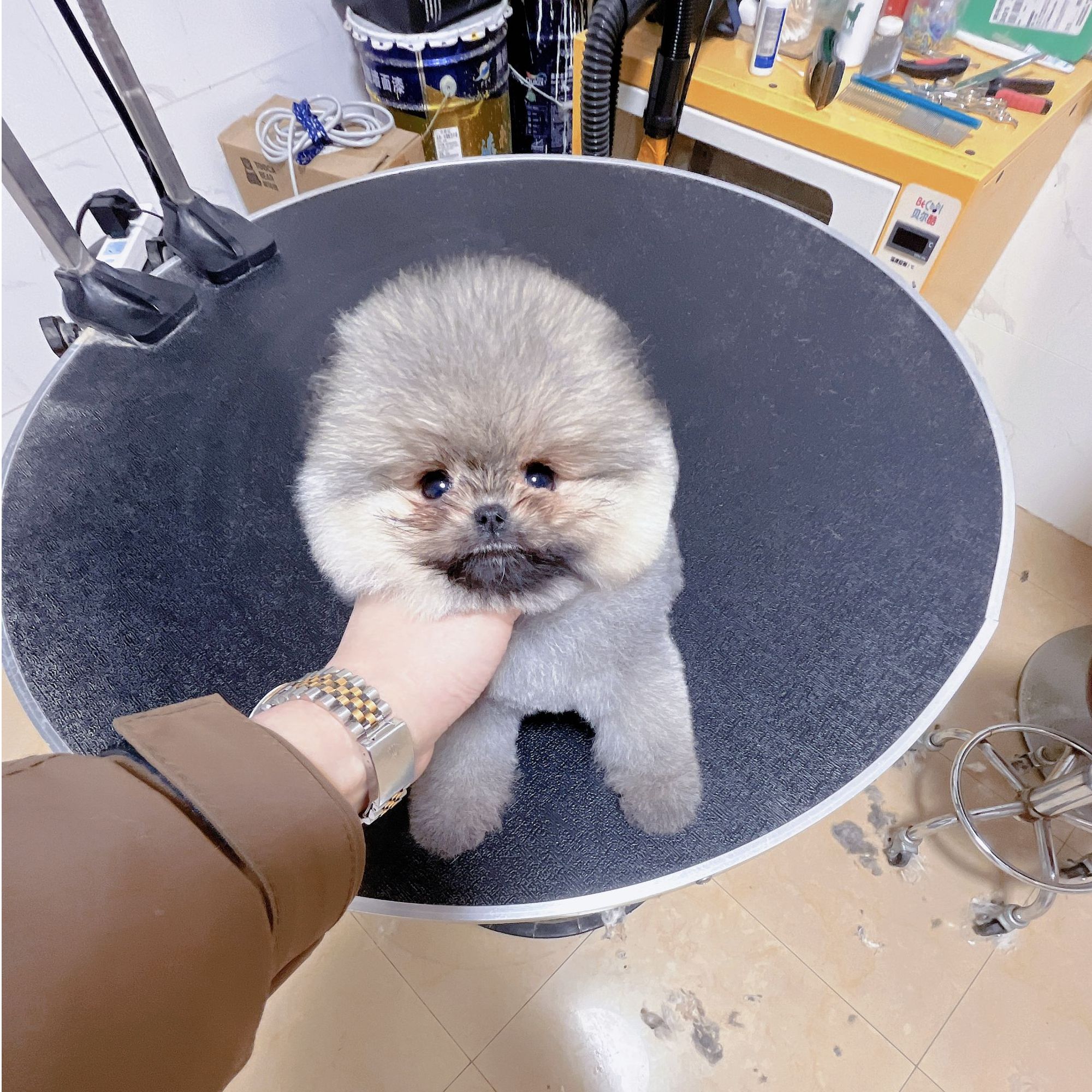 悠咪宠物博美俊介幼犬妹妹小体美系博美幼犬包纯种健康2515