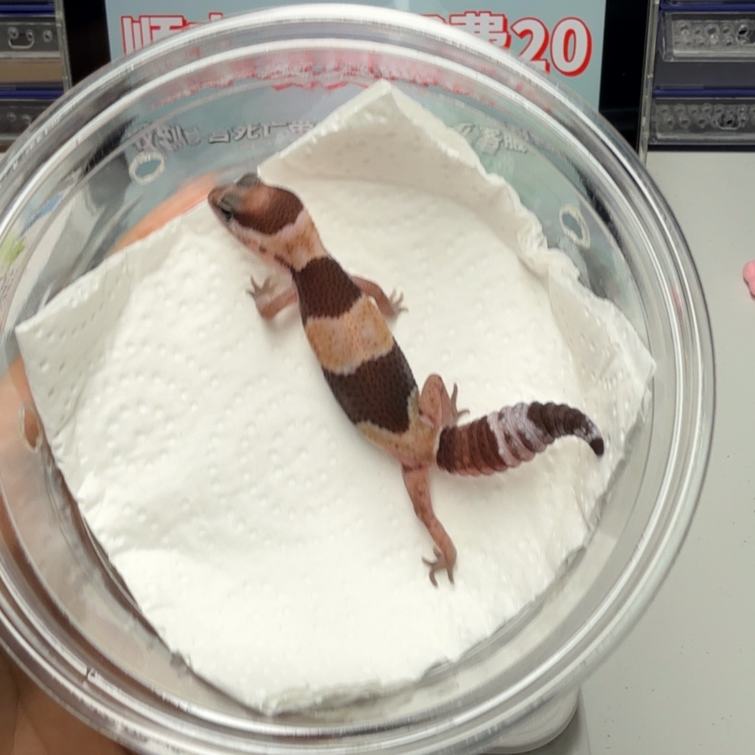 肥尾守宫原色隐奥利奥焦糖祖鲁