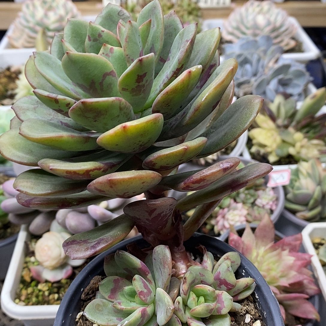 3029 老桩花旦自然群