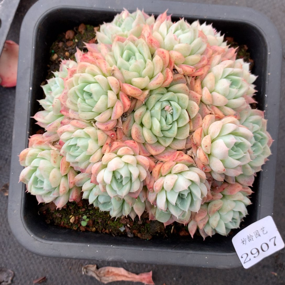 -****_2907杂交精品基地16厘米