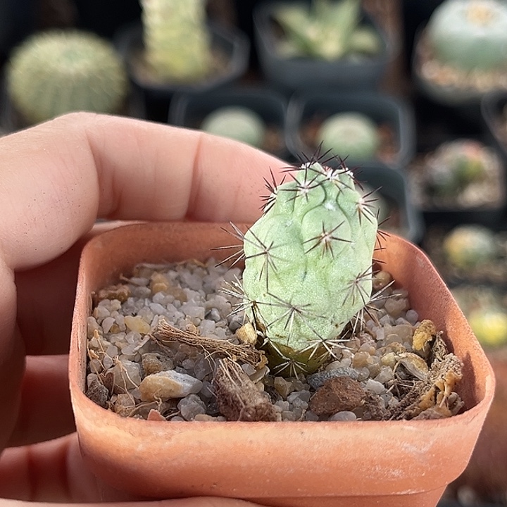 仙人球一物一拍自根11