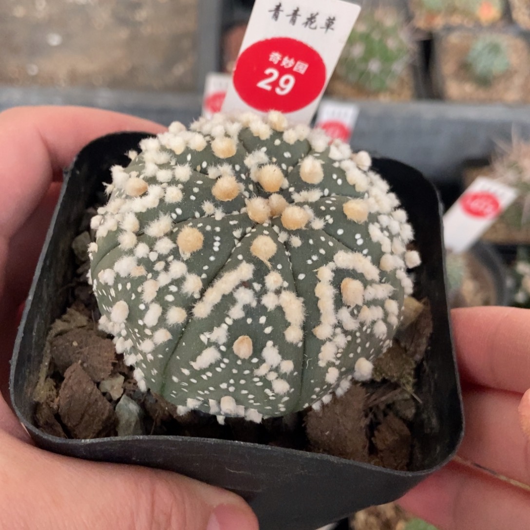 实生花园兜6.1cm一棵仙人球