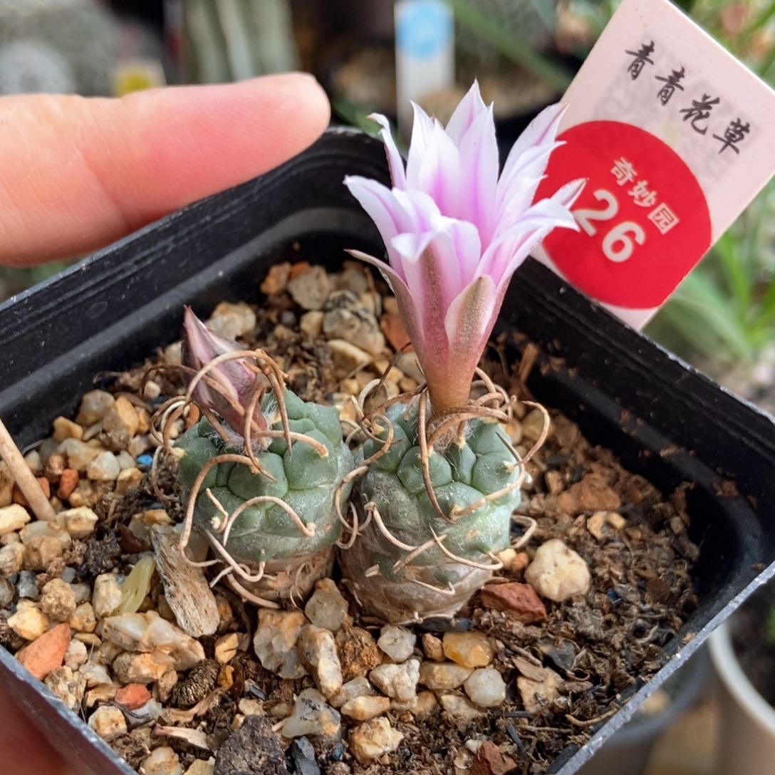 实生双头长城乌城丸娇丽一颗