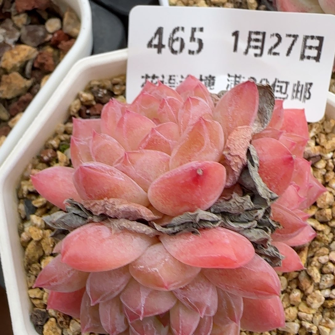 花语逸镜0127-465