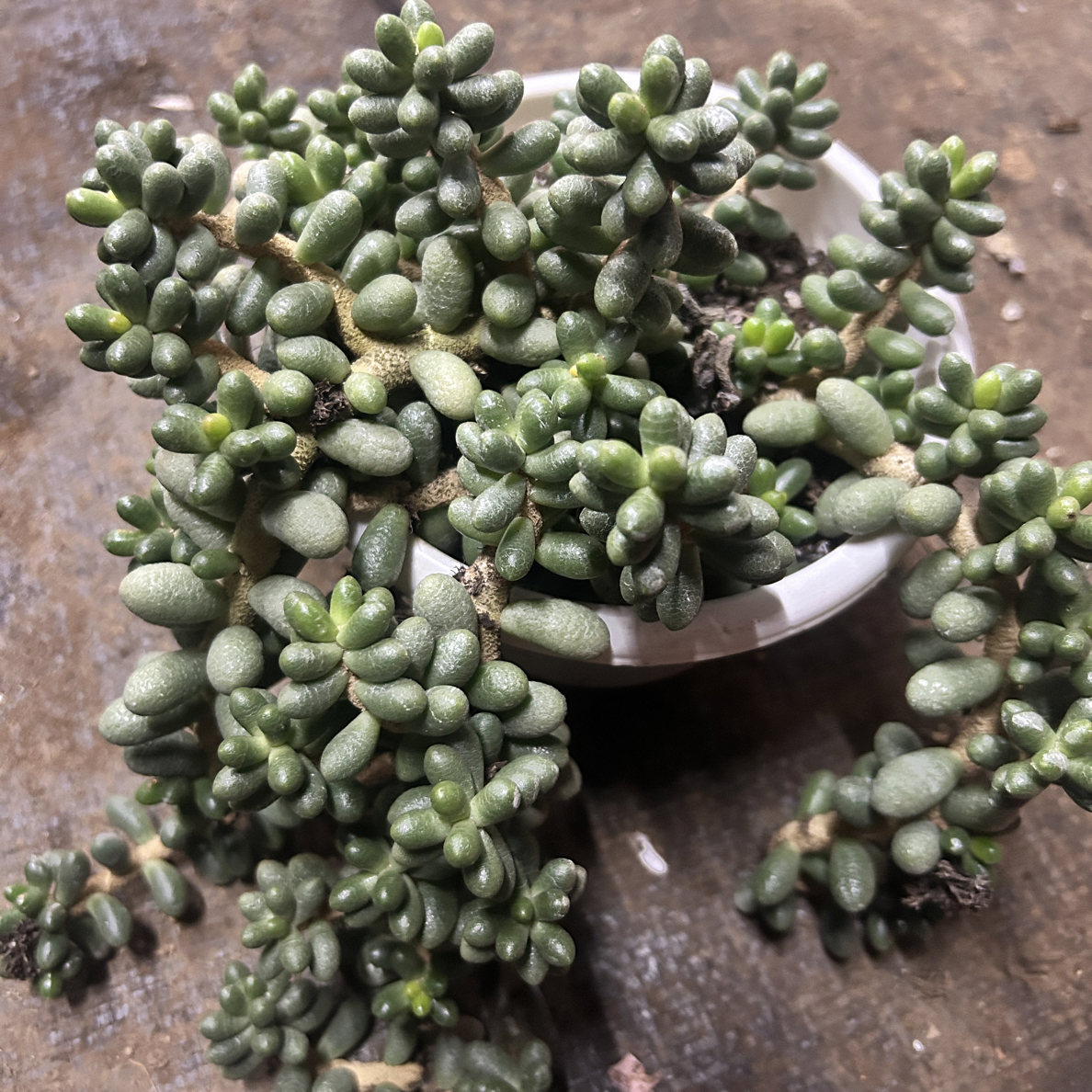 绿龟卵多头群生多肉植物美观悬崖桩易爆盆脱土发货