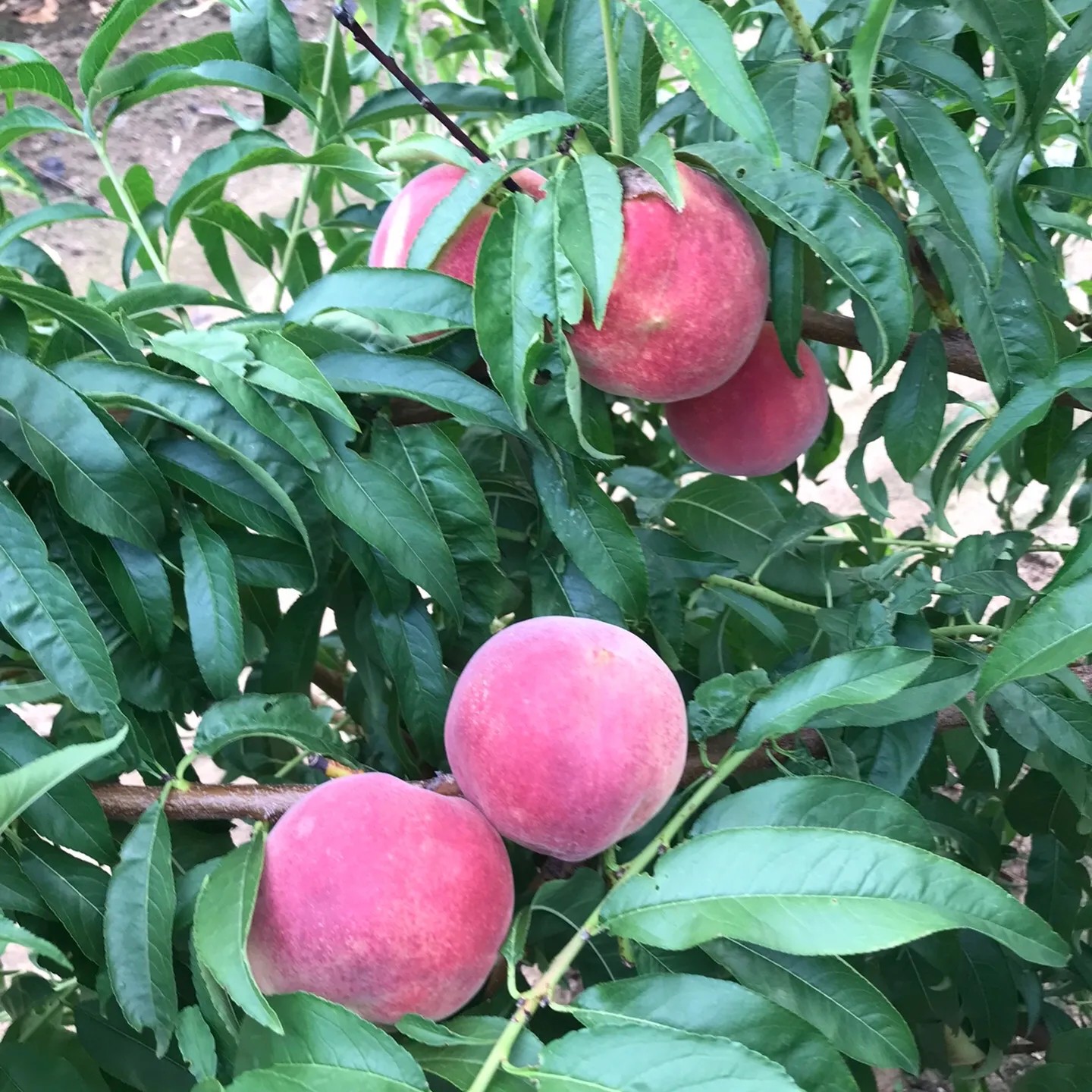 嫁接桃树苗新品种血桃黄金桃 冬桃 庭院种植 盆栽地栽桃树果树苗