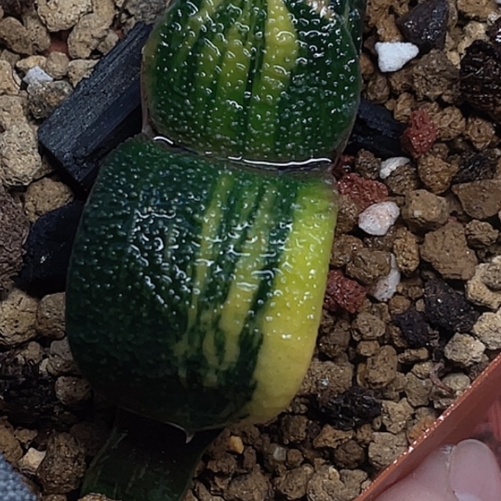 一物一拍竞拍福利拍