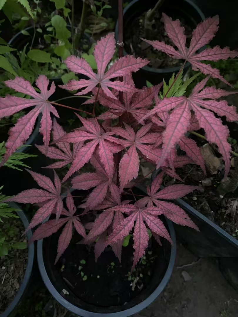 枫树品种，品种枫树彩色枫树