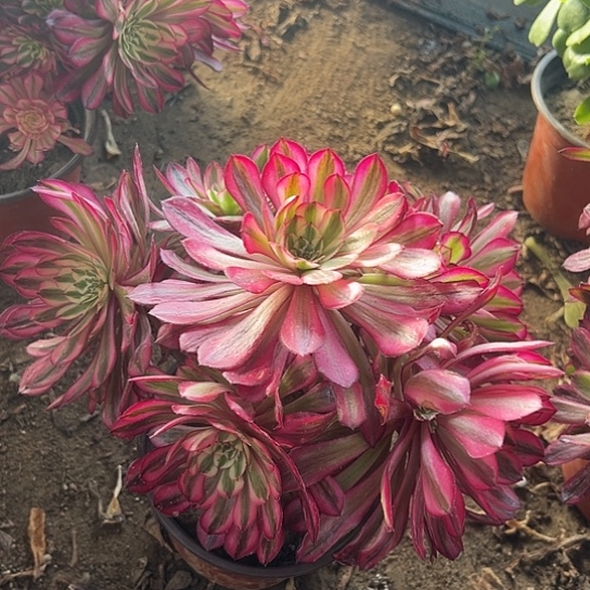 一颗红铜超白锦 多肉法师