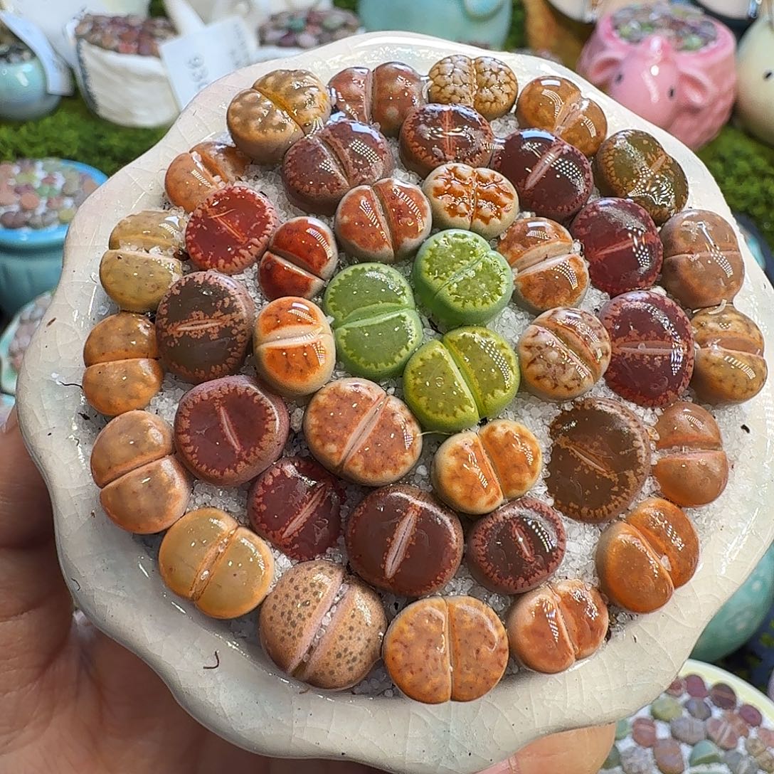 多肉植物福利冲943