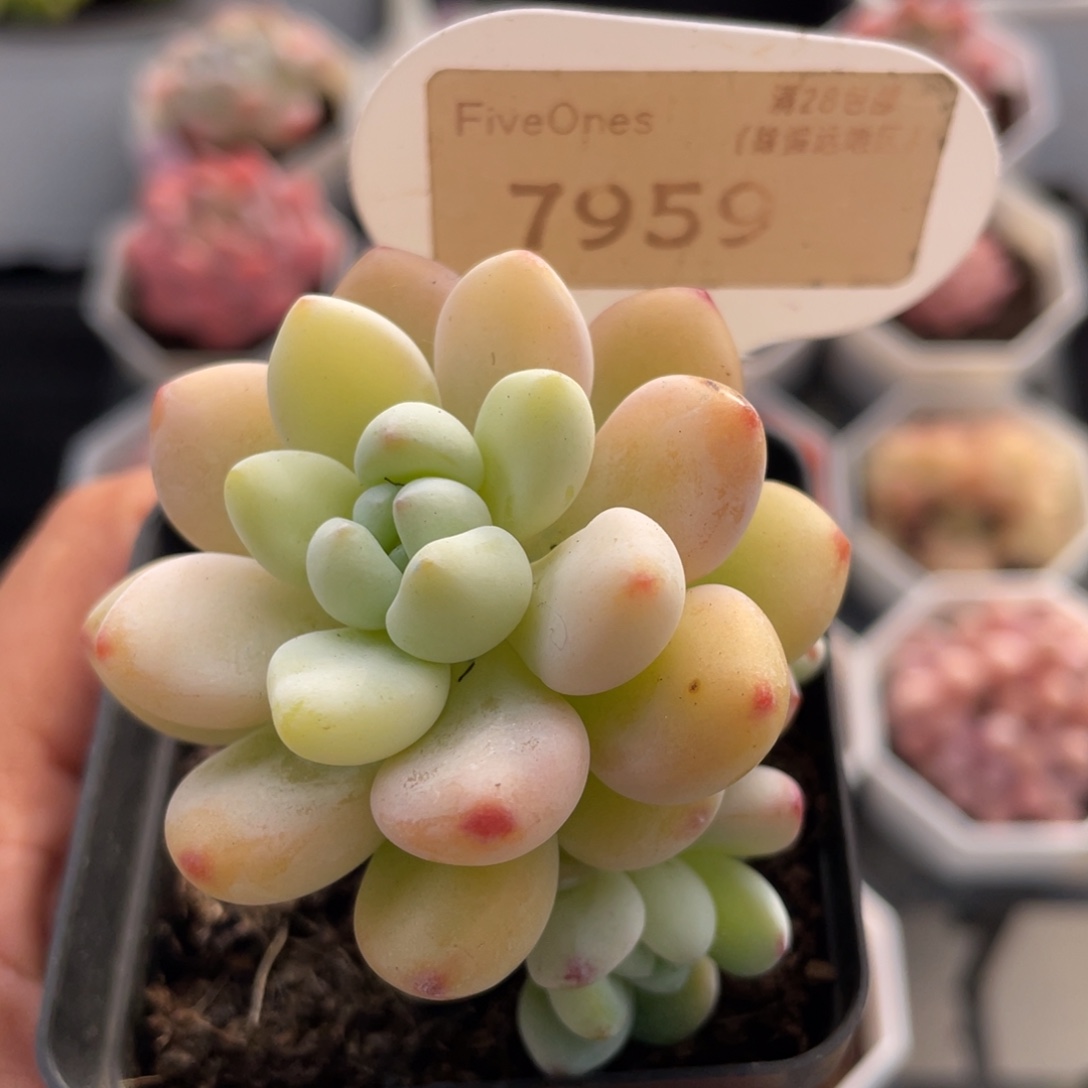 劳尔7959-5.0厘米