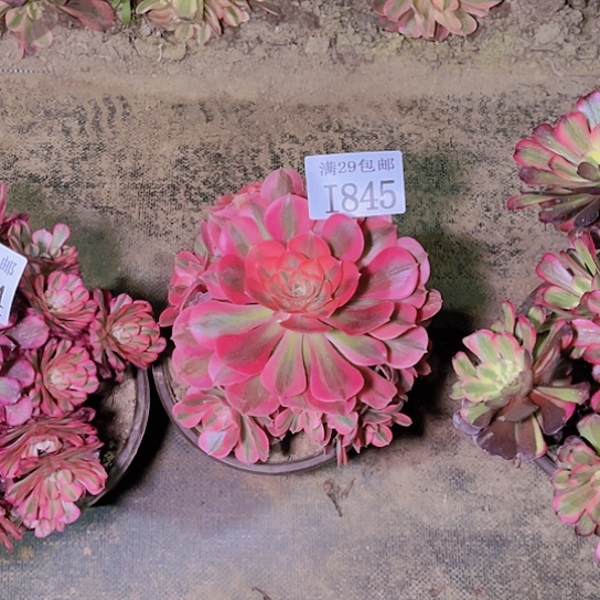 粉女巫多肉植物845