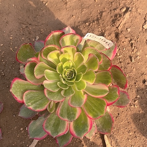 2296粉花妖多肉法师锦