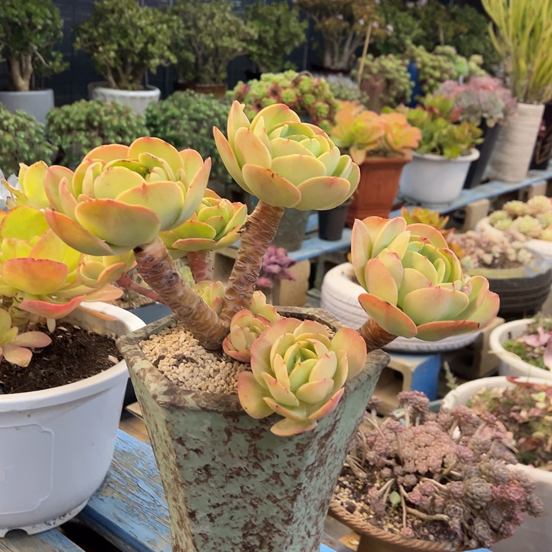 同***张碧桃裸根发货。   