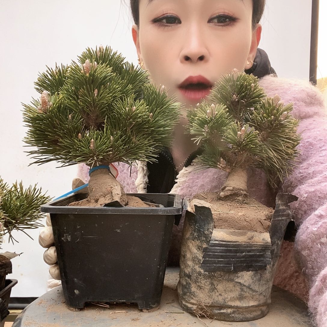 无花朵植物形态多年生草本