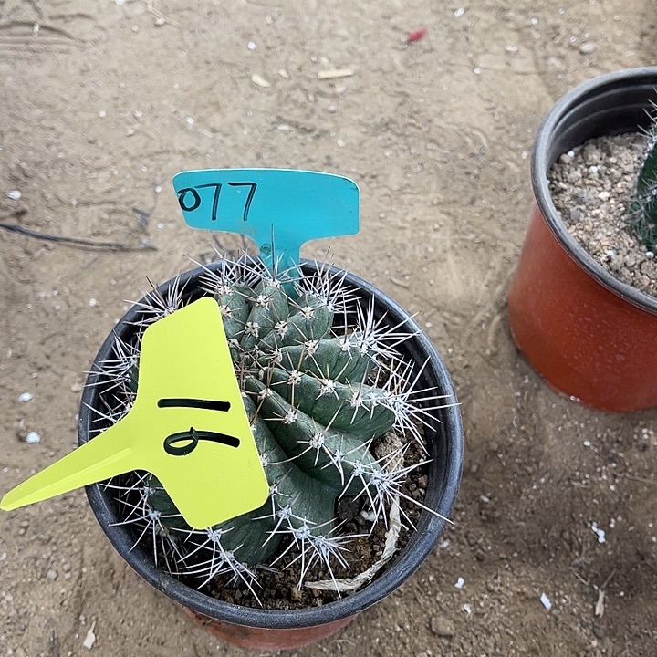 077踩草仙人球，16号