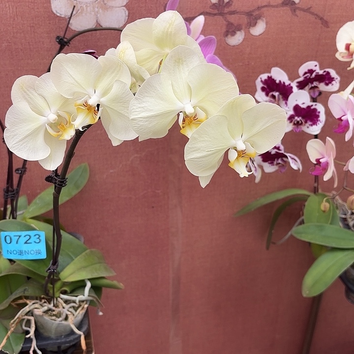 蜡***新完全开放0723蝴蝶兰一物一拍