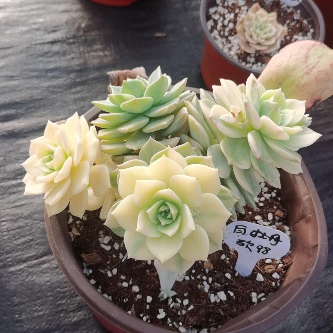 白牡丹白覆轮锦捌下来发货