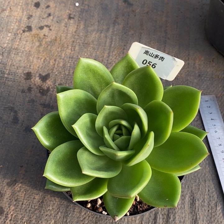 翠花056冠幅15公分