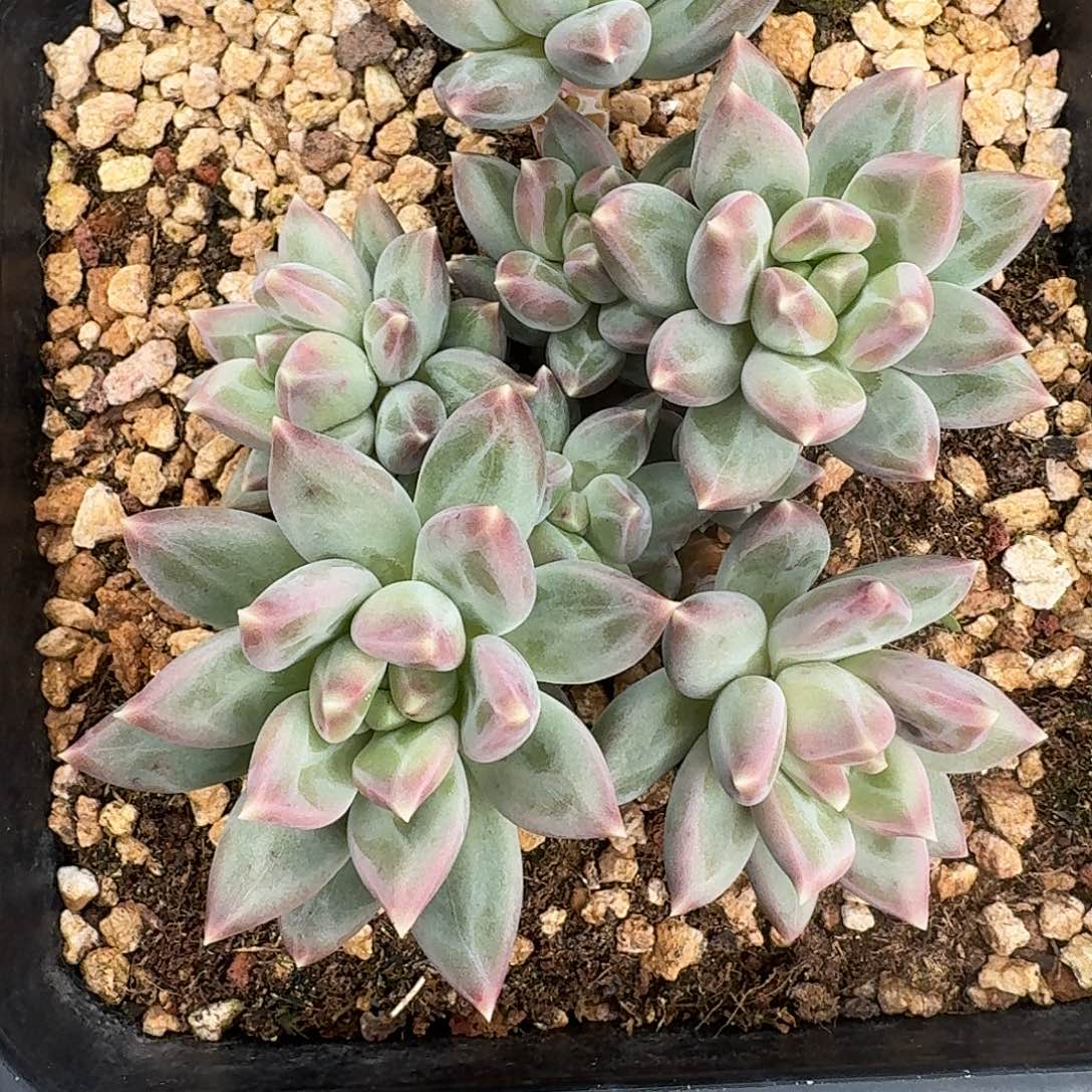 一物一拍多肉（郁金香）