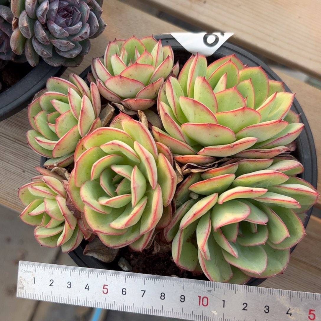 106 满38包邮一物一拍