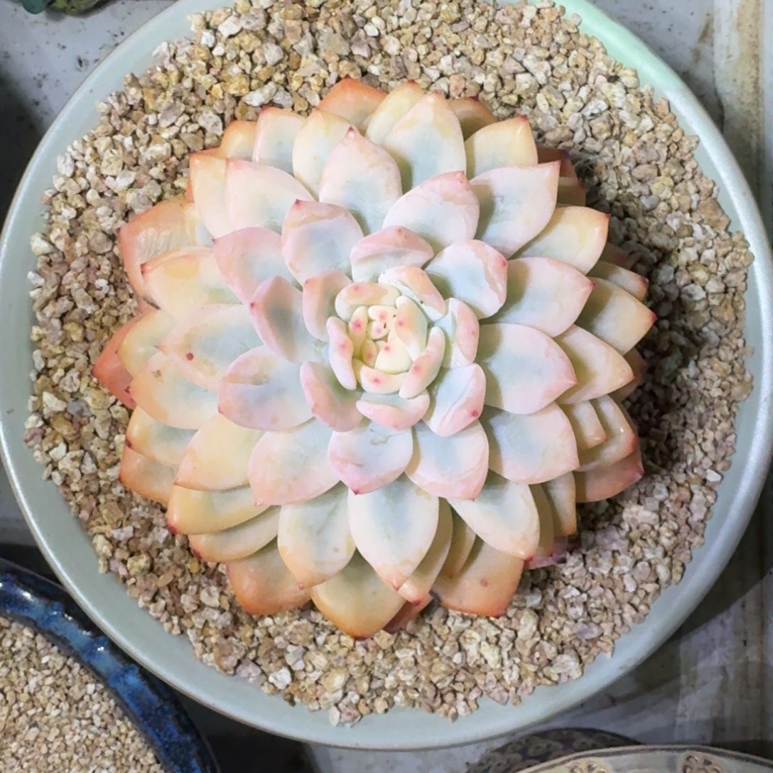 橙梦露 宽锦 一物一拍