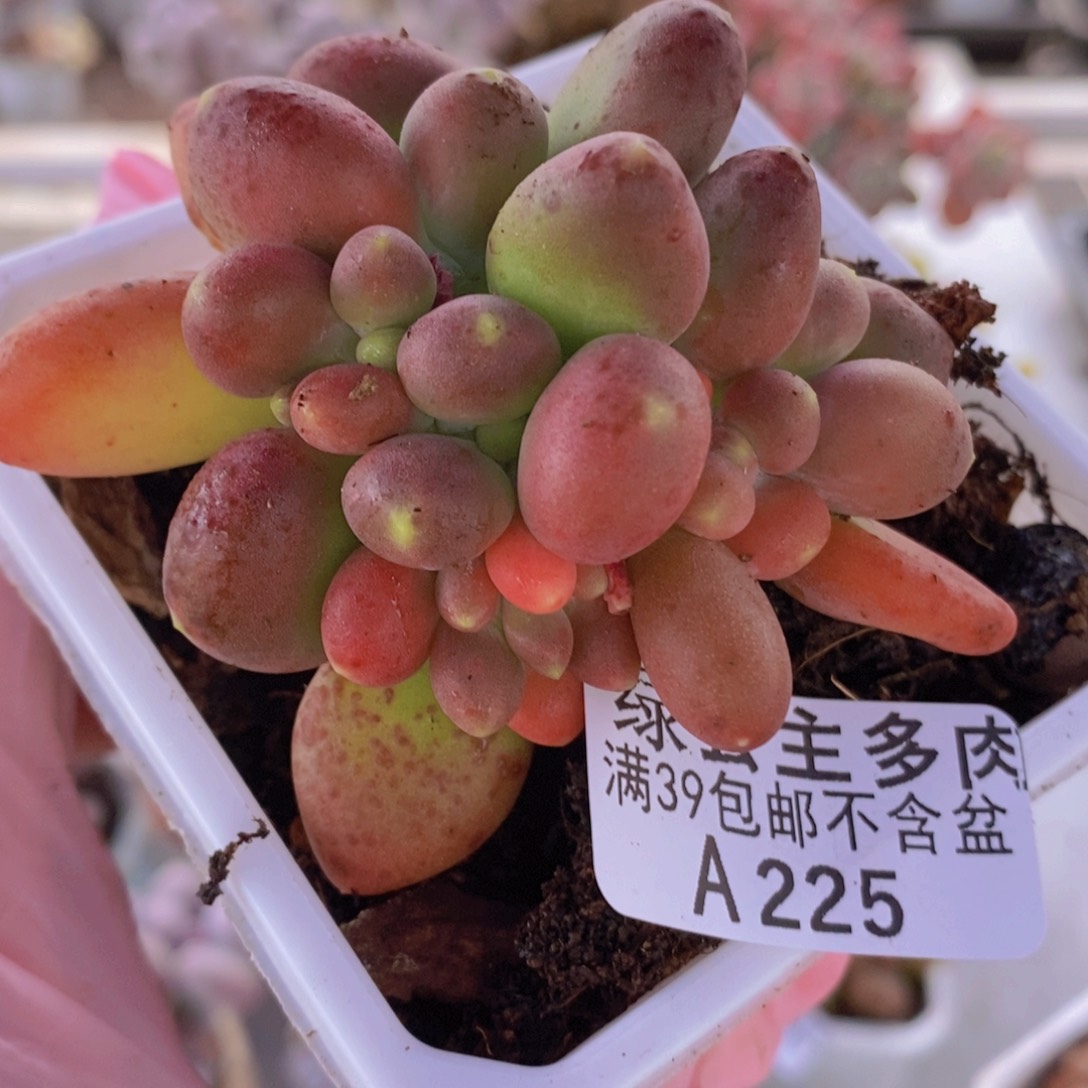 桂****子芒果奶6cm225多肉植物
