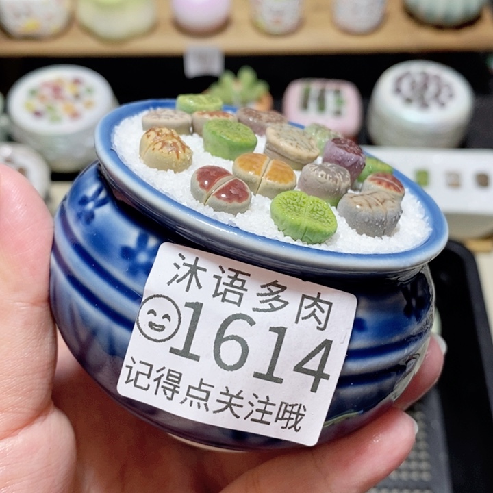 精美盆栽 一物一拍 1614