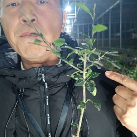 无花朵金弹子金丝葫芦027