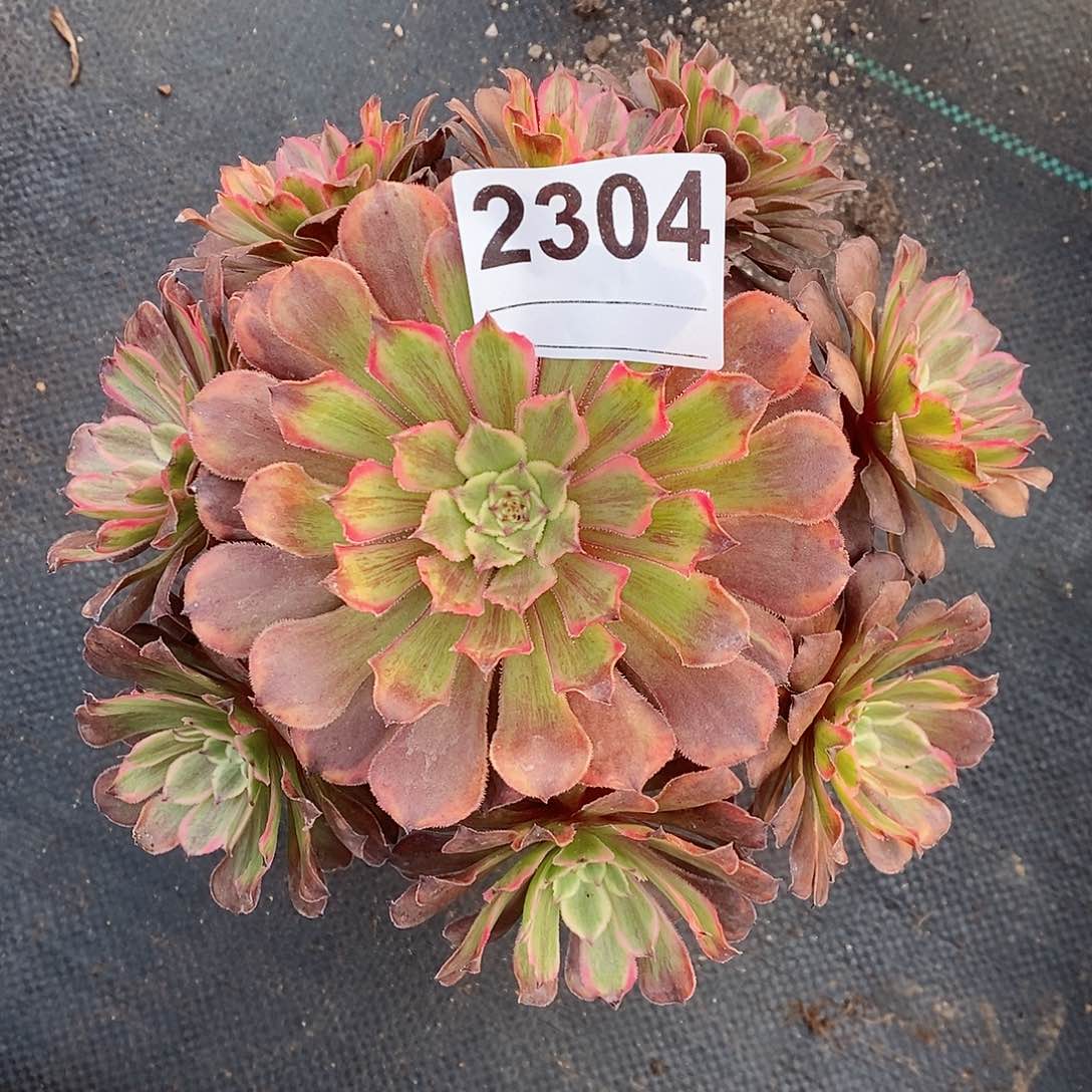 红陶2304粉黛4多肉小颗