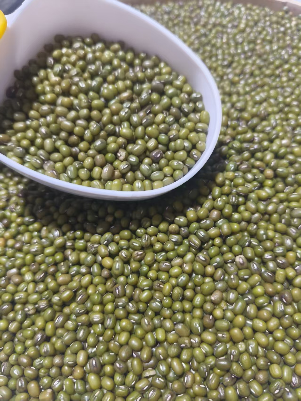 绿豆包邮莆田本地农家绿豆非转基因老品种25年新货八宝粥豆浆