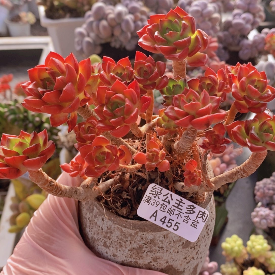 蒂亚老桩12cm455多肉植物