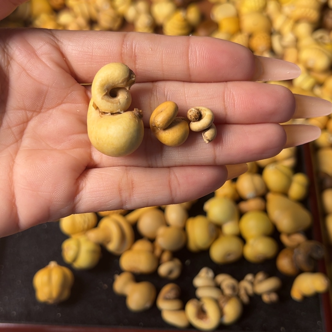 ****啦大叶紫檀（黑酸枝木类）