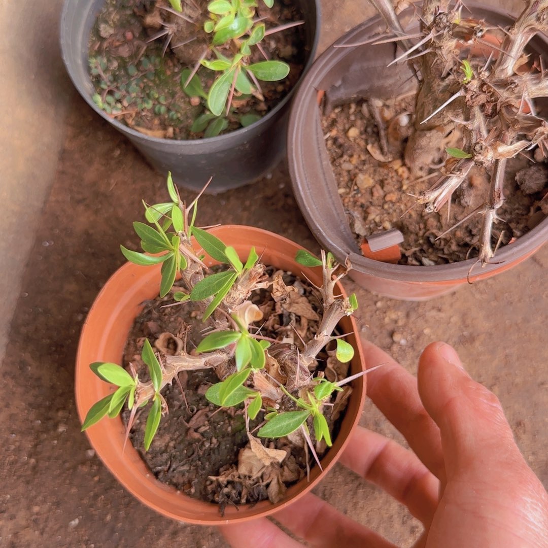 w***n块根植物块根植物