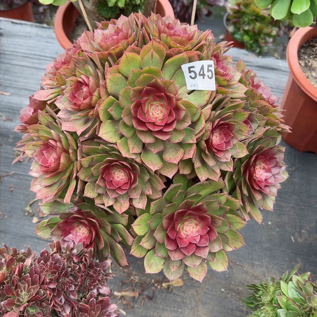 迪**姐545多肉植物生长