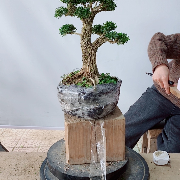 无花朵机**叔广东黄杨