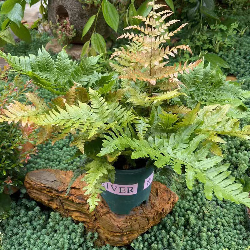 彩虹蕨盆栽红盖鳞毛蕨肾蕨四季多年生露天蕨类植物耐寒花镜植物