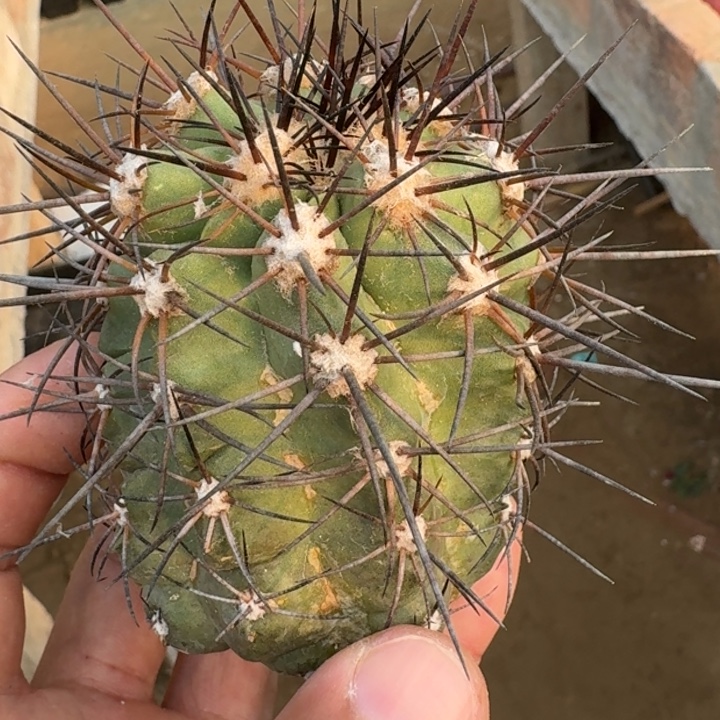 龙爪柱有根55555555